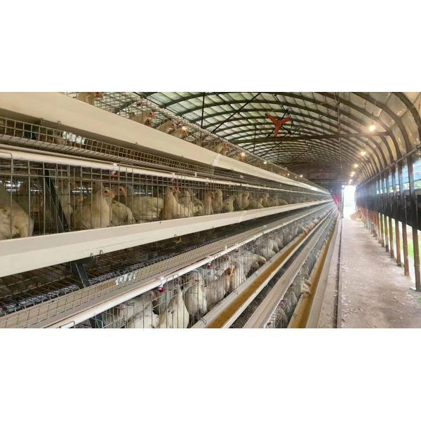 Full Automatic H Type Broiler Cage System with Hot-Dip Galvanized Steel for High-Density Poultry Farming
