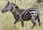 AISI316 Ferrule Stainless Steel Wire Cable Mesh Zoo Mesh