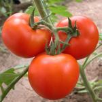 Hydroponic System Tomato Farming Plastic Film Greenhouse 3-5m