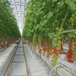 Agriculture Cherry Tomato Greenhouse Vegetables Greenhouse Anti Corrosion