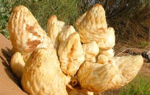 Wholesale 100% Natural Cistanche Tubulosa Extract/Total glycosides 70%/Echinacoside20%/Acteoside 6% from china suppliers