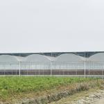 Turnkey Projects Installed Commercial Hydroponic Plastic Film Green House Multi