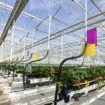 Large Shading Screen Glass Greenhouse Hydroponic System for Optimal Crop
