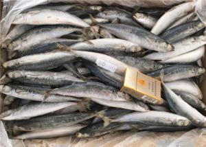 Wholesale 8pcs Frozen Fishing Bait from china suppliers