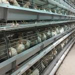 Saudi Arabia H Type Automatic Battery Chicken Cage System Indonesia Poultry