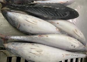 Wholesale Fresh 600g Three Point Frozen Bonito Fish For Canned from china suppliers