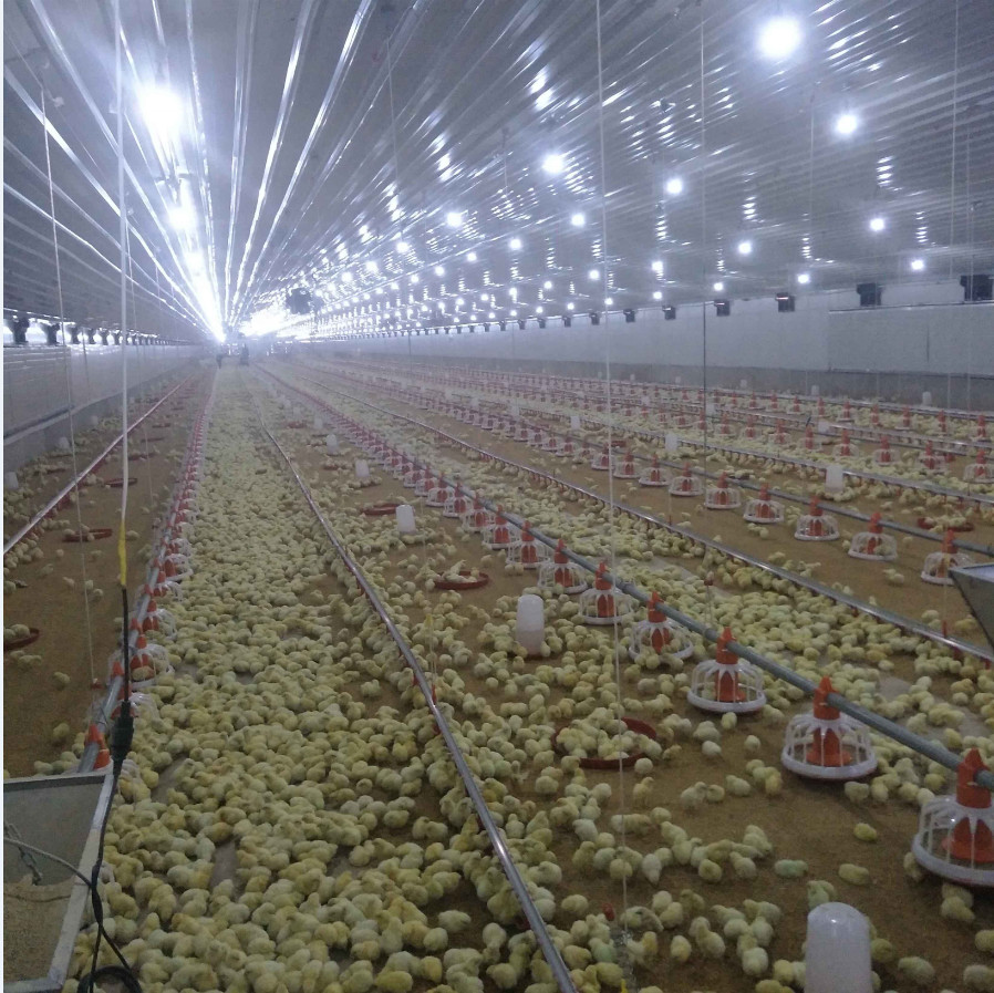 Poultry Auto Auger Broiler Pan Feeding System Chicken Water Drinking System