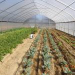 BaoLiDa Covering Plastic Film Hot Galvanized Steel Greenhouse