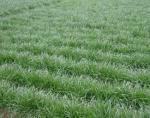 Squill Extract , Sea squill Extract, 10:1 TLC, Chinese Manufacturer,