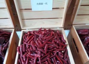 Wholesale Stemless Chinese Chaotian Szechuan Dried Red Chilli Peppers High SHU from china suppliers