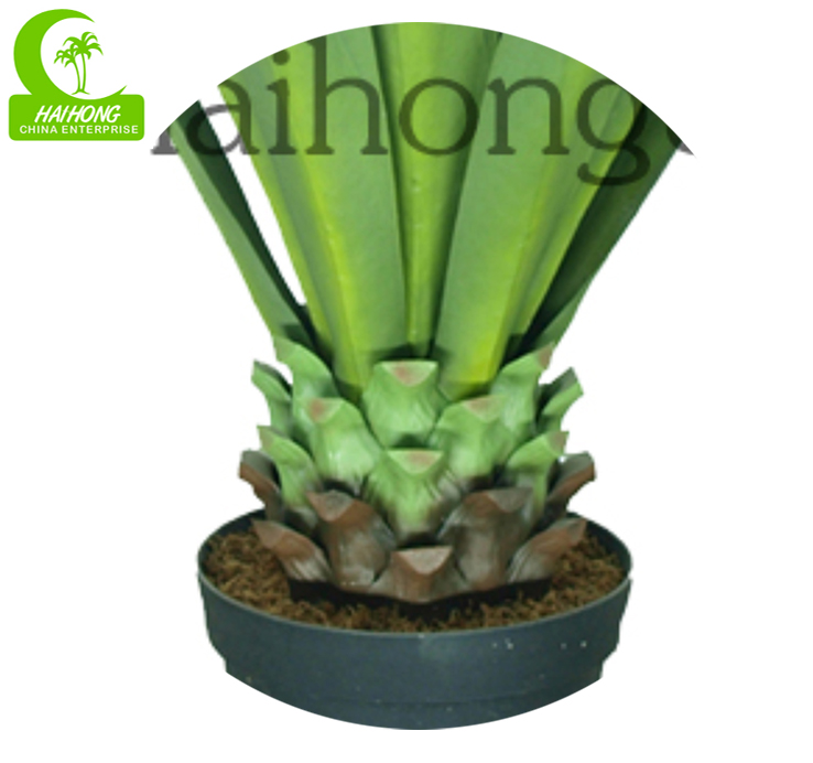 Agave plant