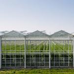 8mm Float Glass Multi Span Venlo Glass Greenhouse Top Heigh 4.5m-7.5m