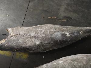 Wholesale China IQF Super Wholesale Seafrozen Good quality Oilfish Hgt 10kg＋ from china suppliers