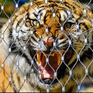 Wholesale 316 Stainless Steel Wire Rope Netting For Zoo Aviary Enclosure Mesh from china suppliers