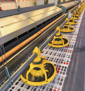 Galvanized Steel Adjustable Height Corrosion Resistant Poultry Feeding System for Broilers
