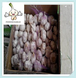 Wholesale wholesale shandong cold storage garlic High Quality 2016 New Normal White Garlic from china suppliers