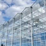 A Type Roof Glass Greenhouse for Hydroponic Vegetables Optimal Growing