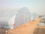 Customized Tunnel Cover Reinforced Clear Greenhouse Plastic Sheeting