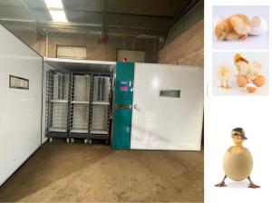 Wholesale 19200 Large Scale Egg Incubators Incubate Ducks Birds Goose Eggs from china suppliers