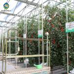 Custom 0.35KN/M2 33ft Tomato Polyethylene Film Greenhouse