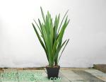 Artificial Plants 6 Pack Onion Tall Grass Greenery, Faux Fake Grass Shrubs Plant