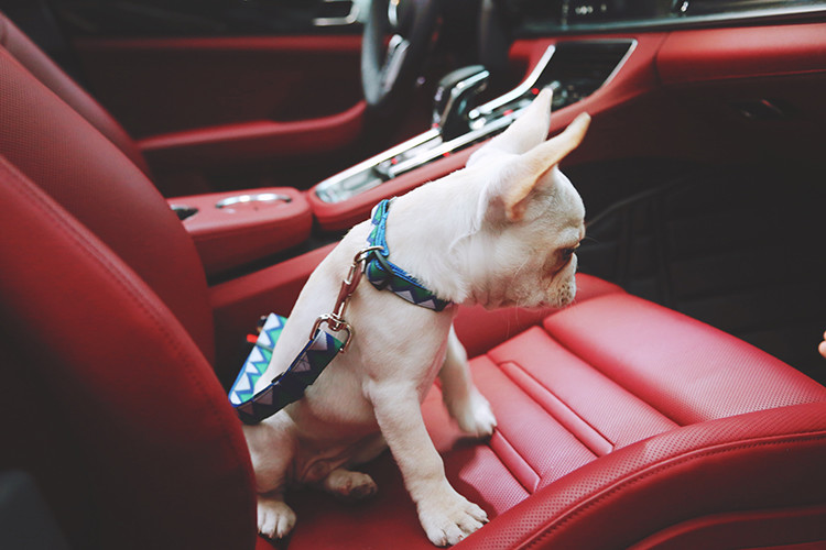 24 Inch Safe Pet Car Seatbelt Harness Puppy Seat Belt For Car Elastic Reflective