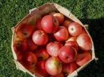 Food Industries Apple Puree Processing Plant SUS 304