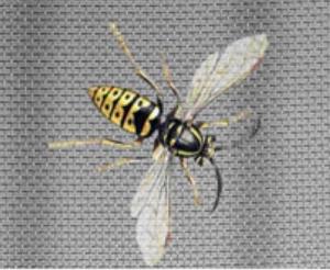 Wholesale Stainless Steel Window Screen factory from china suppliers