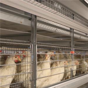 Wholesale Hot Dip Galvanized Layer Chicken Cage Automatic 256 Birds / Set from china suppliers