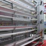 4 tier Chicken Egg Poultry Farm Cage Hot Dip Galvanized Walking Feeder Machine