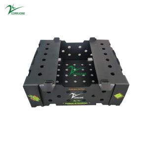 Wholesale A4 Nuc Asparagus Corrugated Plastic Sheet Box With UV Coating from china suppliers