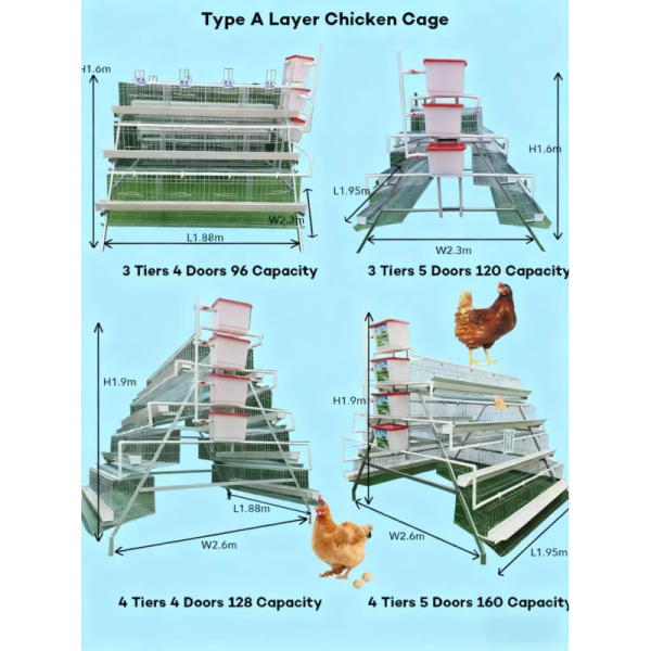 Large Scale 10000 Birds Hot Dip Galvanized Poultry Chicken Cage with Automated Feeding System