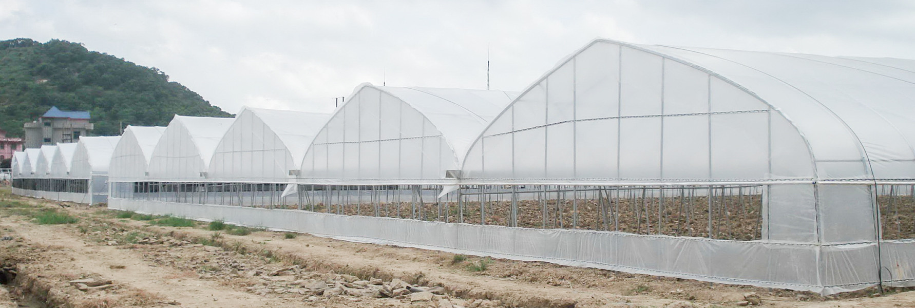 Uv Resistant Multi Span Greenhouse 100 Meter Length For Fruits Vegetables