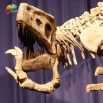 Fiberglass Real Size Gasosaurus Dinosaurs Skeleton Replicas for Museum Display