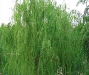 China organic white willow bark extract,white willow bark powder,pure white willow bark extract on sale