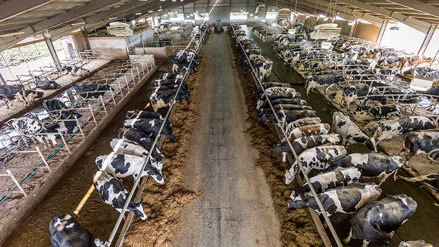Steel Structure Cow House Design Cow Farm House Farm Shed Steel Structure Workshop