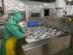 Conveyor Fast Freeze Freezer Seafood Commercial Blast Chiller 2000kg/H 2500kg/H