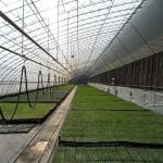 Passive Solar Quilt Tunnel Single Span Greenhouse for Cold Area