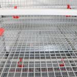 Battery Poultry Farming Equipment , Durable H Type 192 Baby Chicken Cage