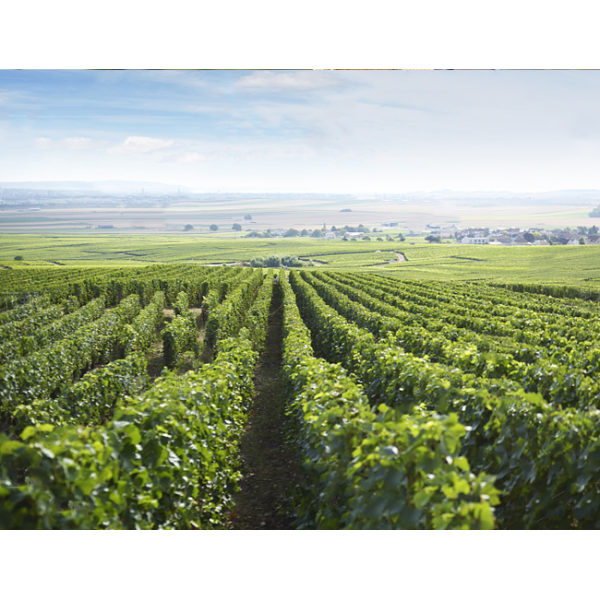 Multi Purpose Npk Compound Fertilizer For Crops Better Yields