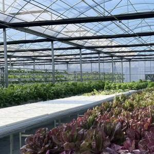 Wholesale Commercial Greenhouse with Cocopeat Soil Package Size 50.00cm * 60.00cm * 50.00cm from china suppliers