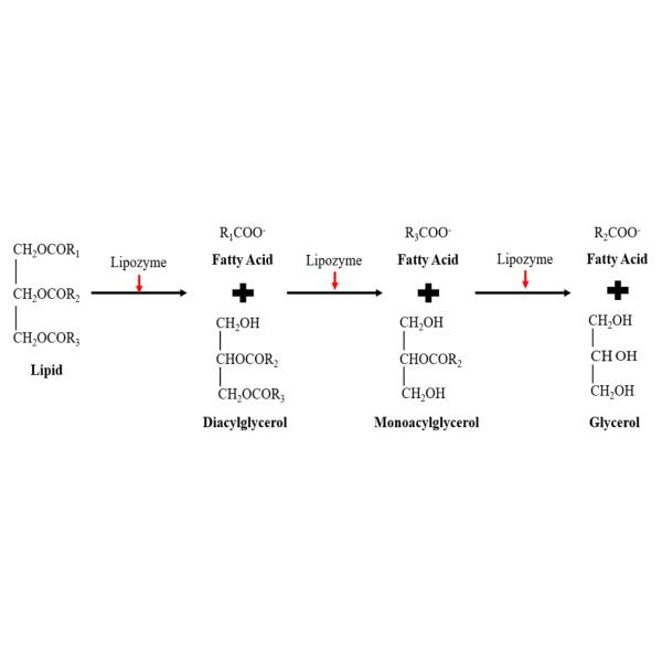 Reliable Lipase Enzyme Powder Feed Additive Lipase Powder 50,000 U/G-300,000U/G