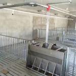 100 Sow 2.4*0.6m pen Piggery Farm Equipment