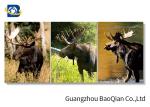 Wall Art Stretched Picture Of Wild Animal Black Bear / Deer For Bedroom
