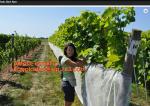 Hot Selling Greenhouse Anti Insect Netting with Competitive Price,virgin hdpe