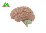 Natural Looking Human Anatomical Brain Model For Medical Students