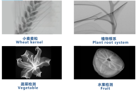 Inline Crop Non Destructive Testing X Ray Inspection Systems Effective Real Time For Foreign Materials