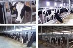 50*40*3mm Square Tube Cow Headlock 0.9m High ABS PP Steel For Horse Stable