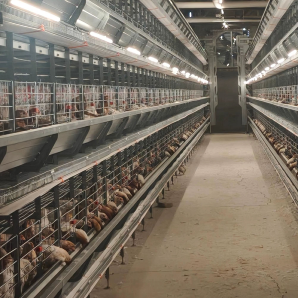 Full Automatic H Type Broiler Cage System with Hot-Dip Galvanized Steel for High-Density Poultry Farming