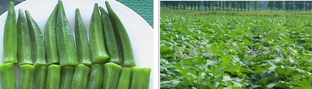 Hot sale Okra extract/Abelmoschus esculentus Moench/Okra powder/Treat Irritable Bowels plant extract